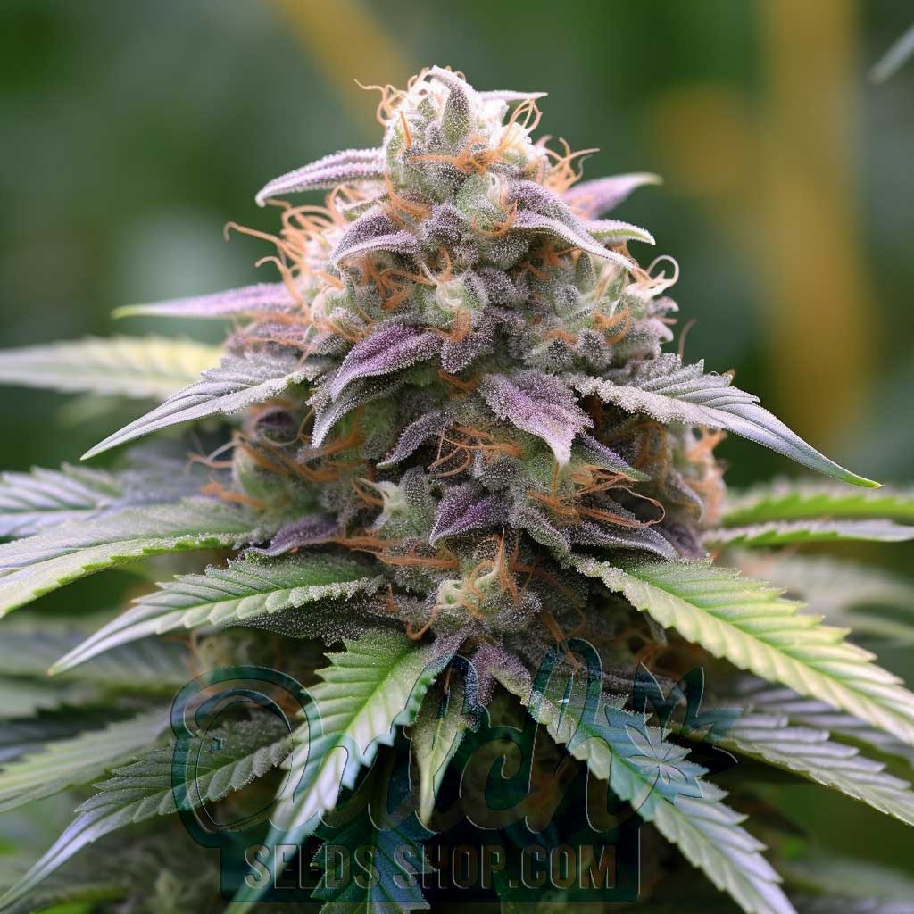 Buy Purple Urkle Feminized Cannabis Seeds For Sale - DSS