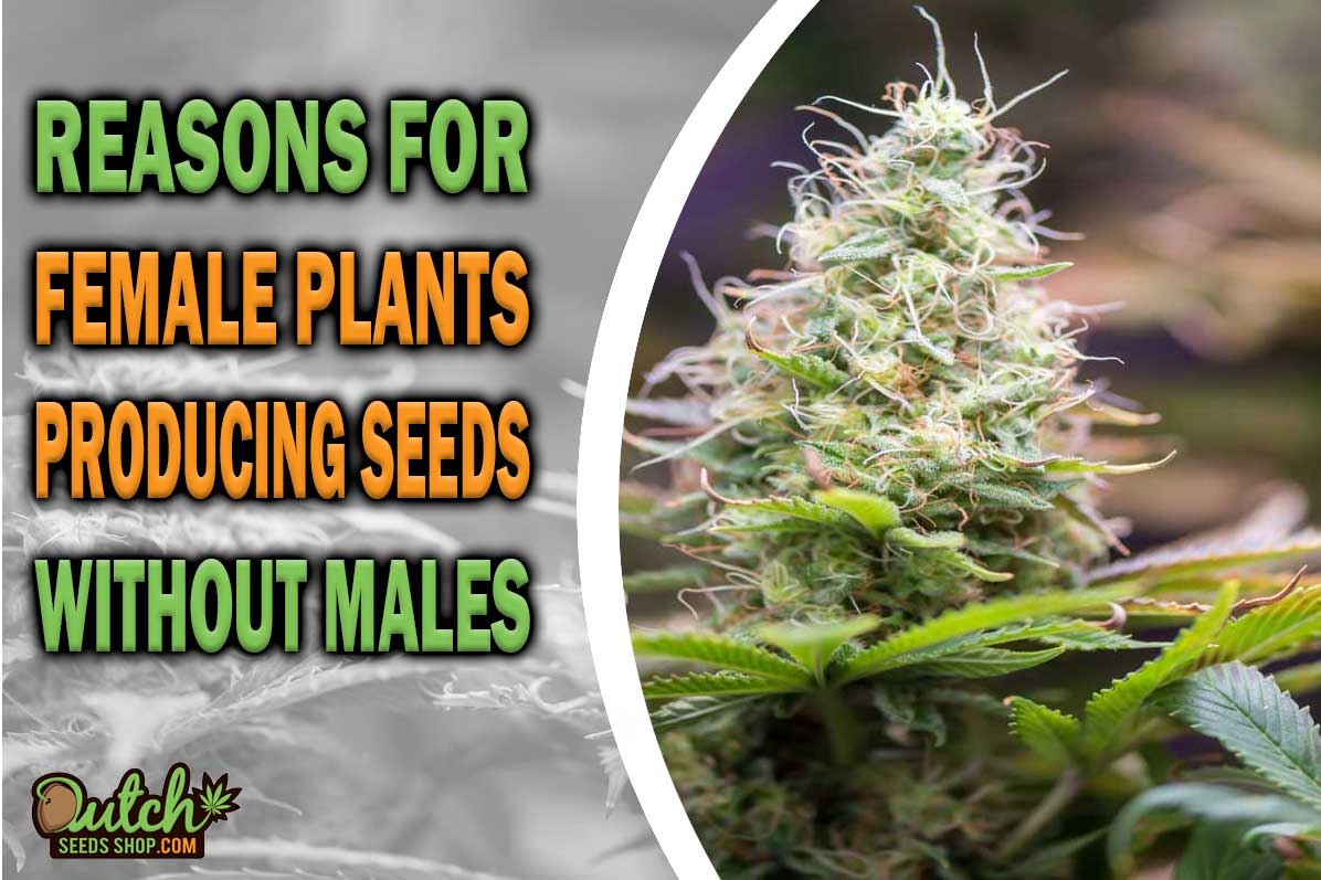 Female Cannabis Plants Producing Seeds Without Male Plants
