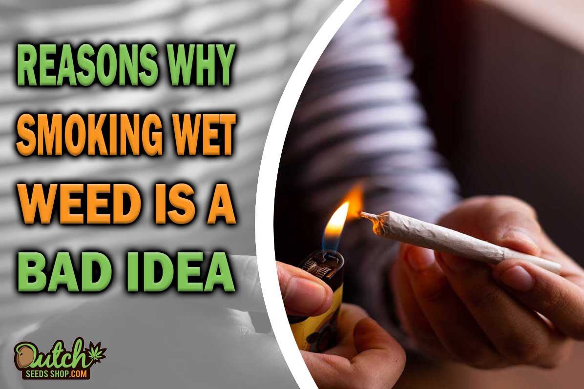 The Perils of Smoking Wet Weed