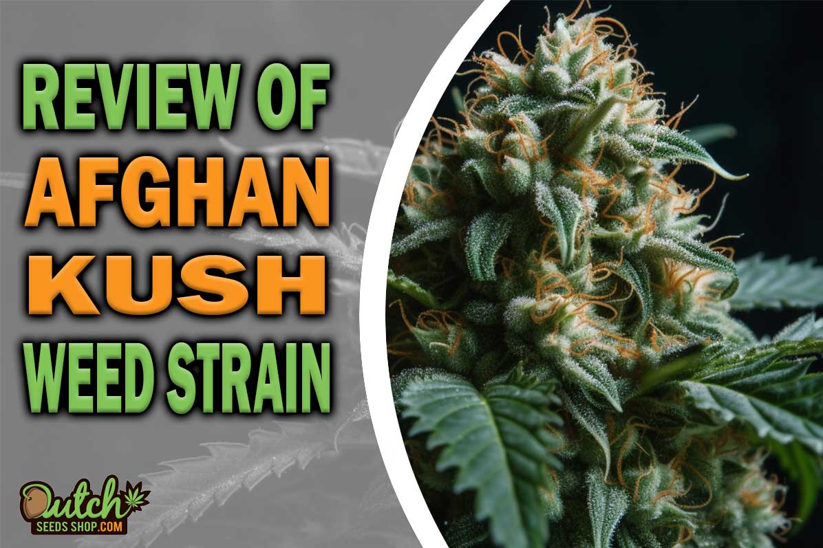 Afghan Kush Marijuana Strain Information and Review