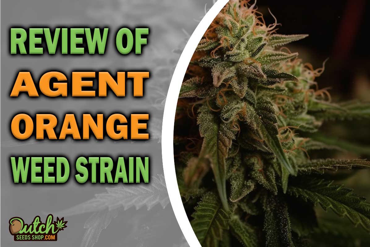 Agent Orange Marijuana Strain Information and Review