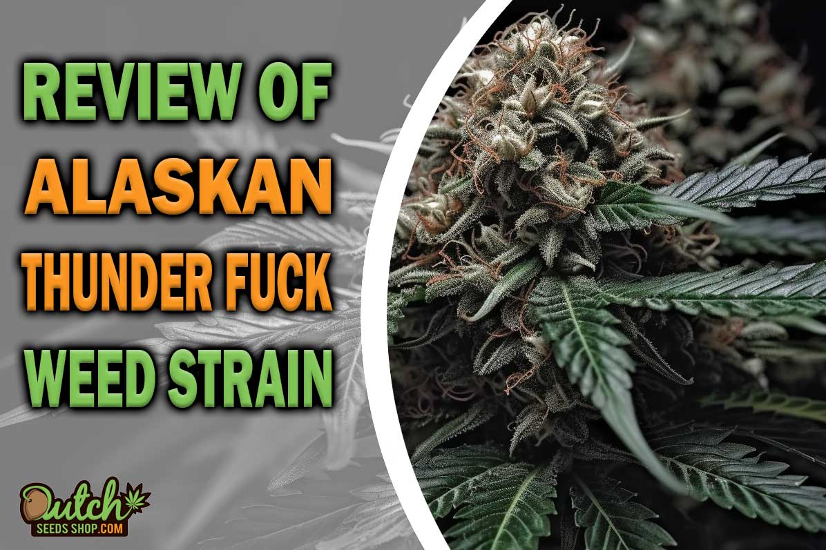 Alaskan Thunder Fuck Marijuana Strain Information and Review