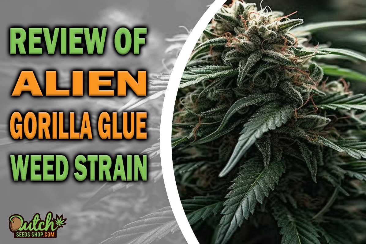 Alien Gorilla Glue Marijuana Strain Information and Review