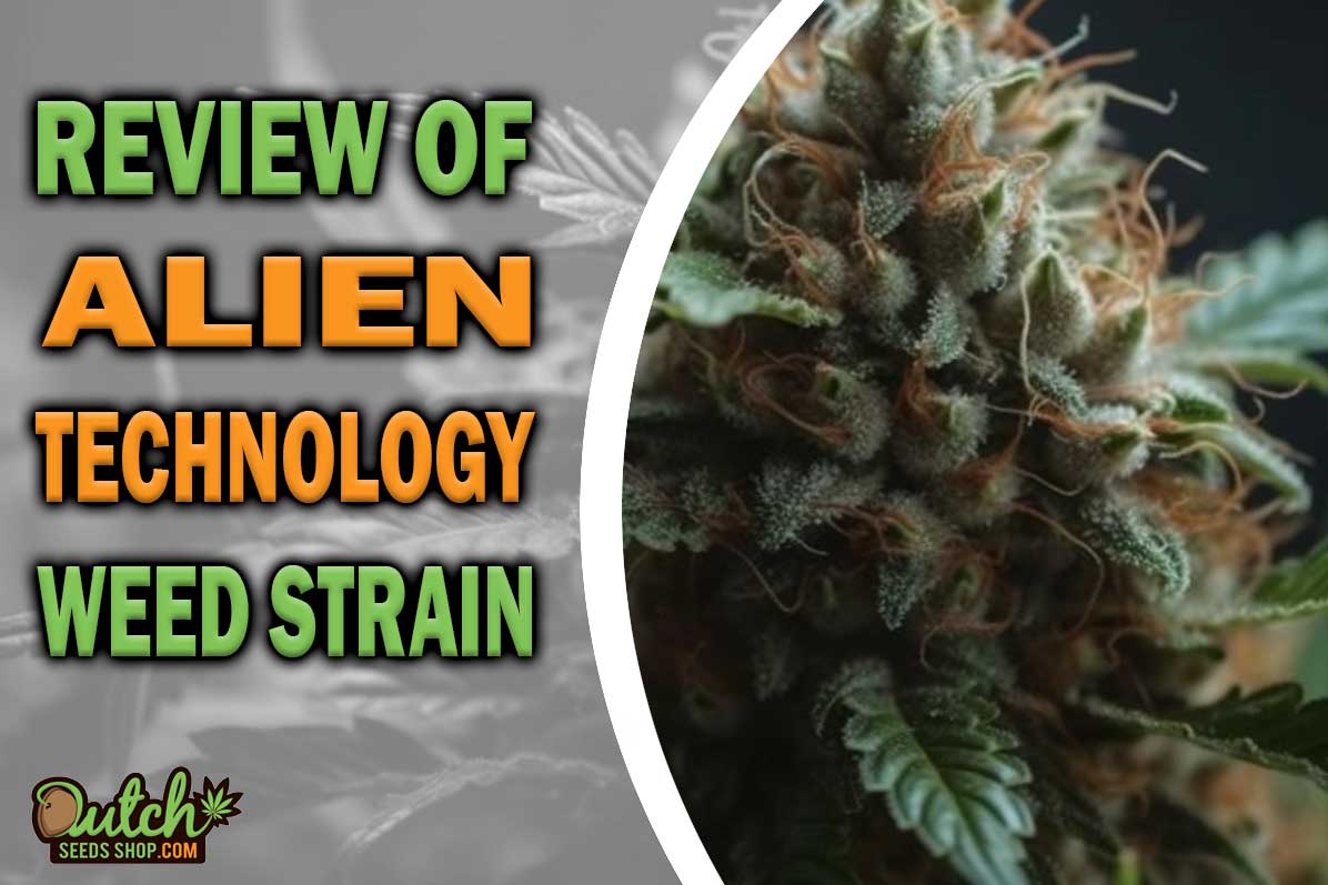 Alien Technology Marijuana Strain Information and Review