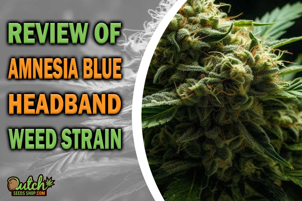 Amnesia Blue Headband Marijuana Strain Information and Review