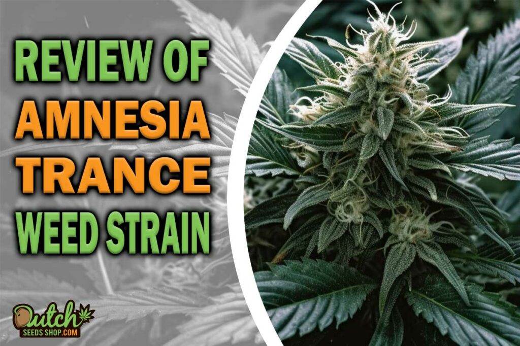 Review Of Amnesia Trance Weed Strain