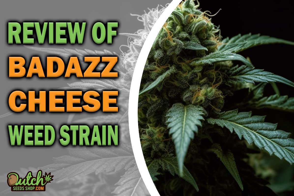 Badazz Cheese Marijuana Strain Information and Review