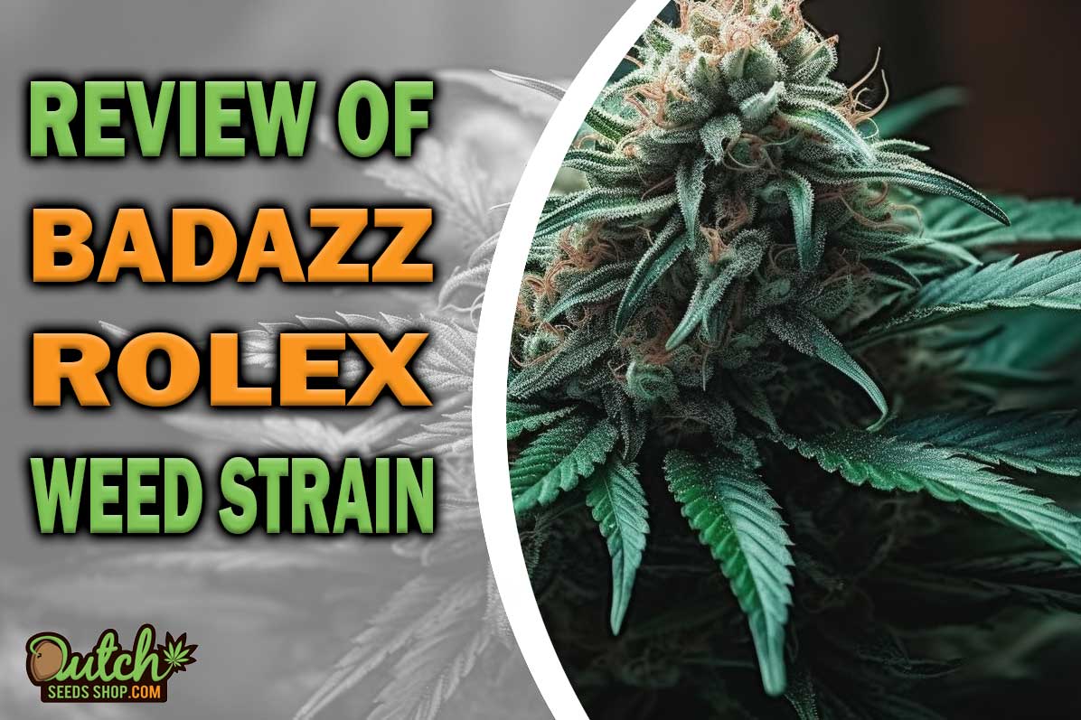 Badazz Rolex Marijuana Strain Information and Review