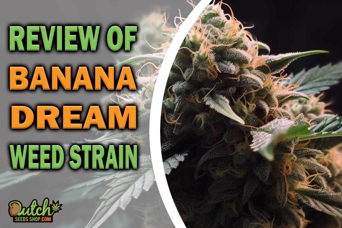 Banana Dream Marijuana Strain Information and Review