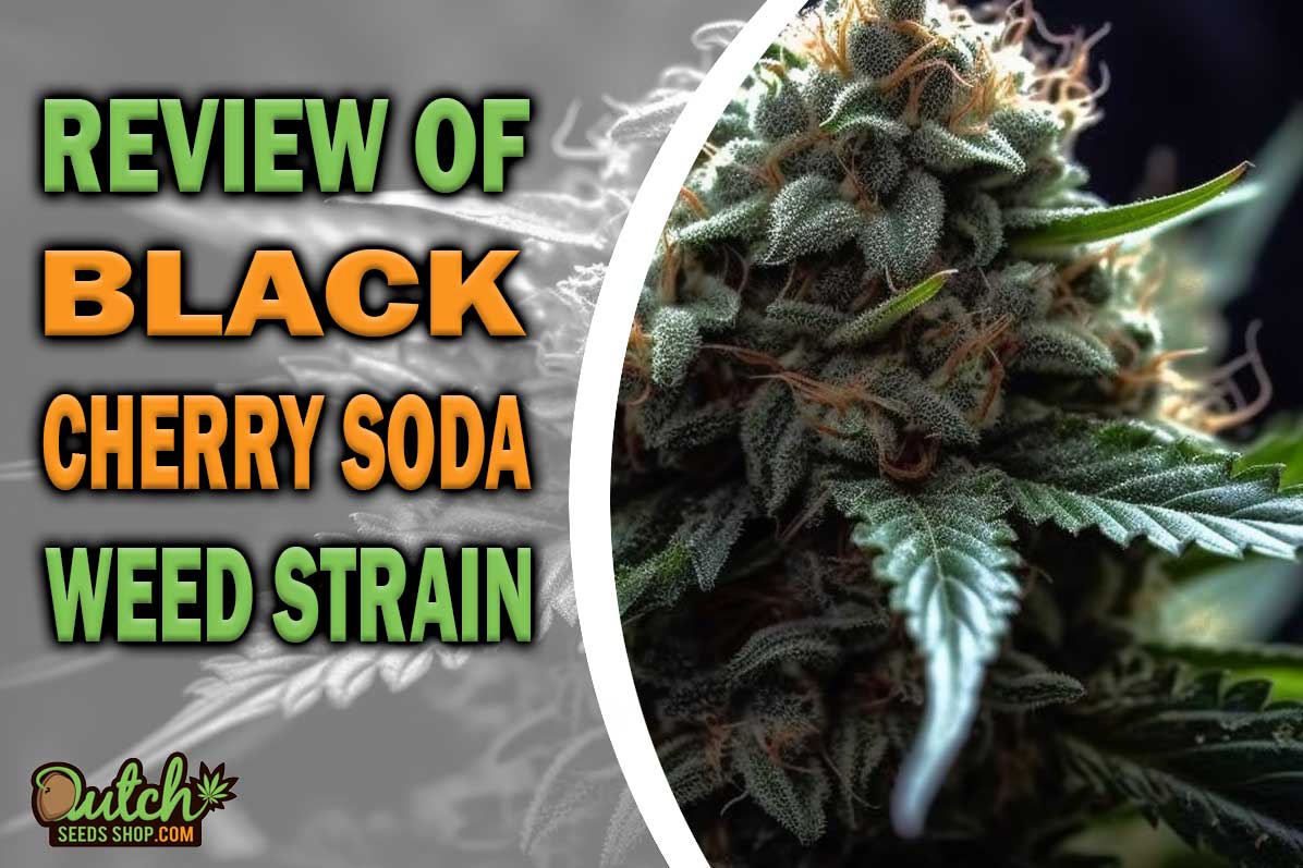 Black Cherry Soda Marijuana Strain Information and Review