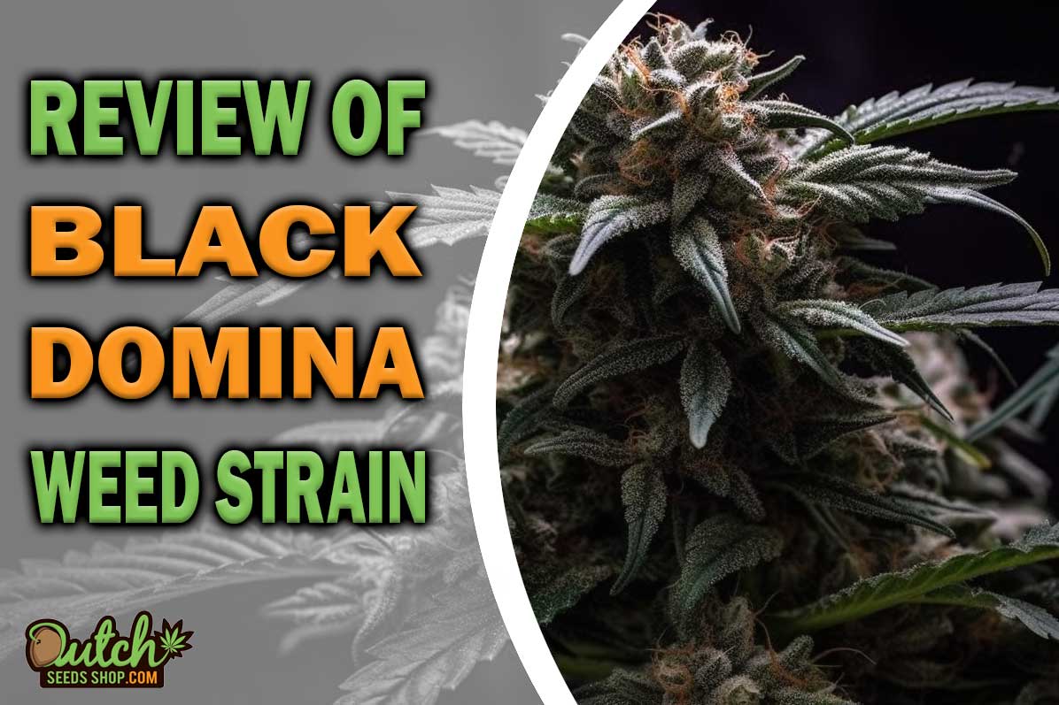Black Domina Marijuana Strain Information and Review