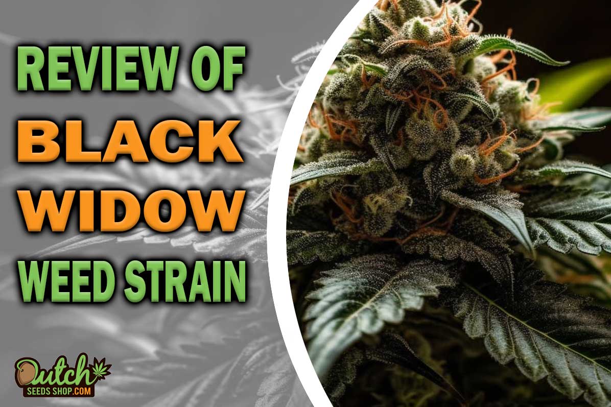 Black Widow Marijuana Strain Information and Review
