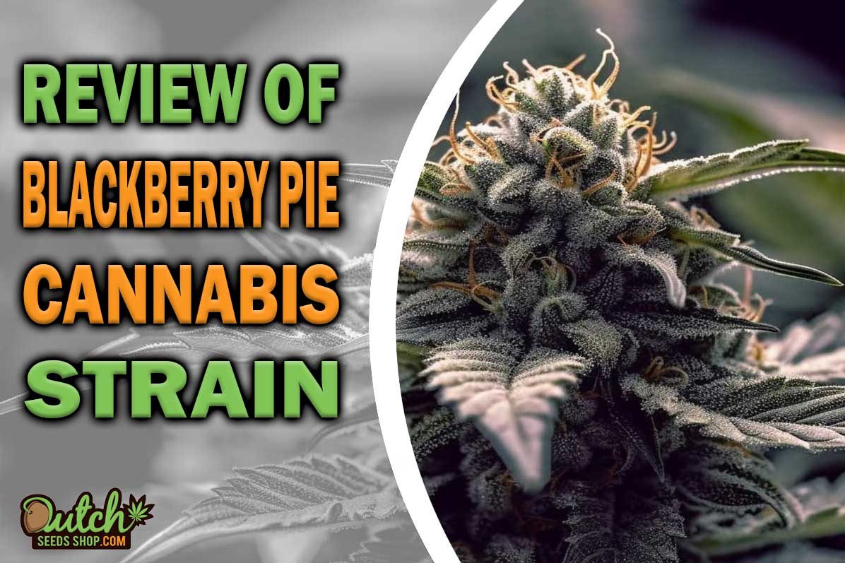 Blackberry Pie Marijuana Strain Information and Review