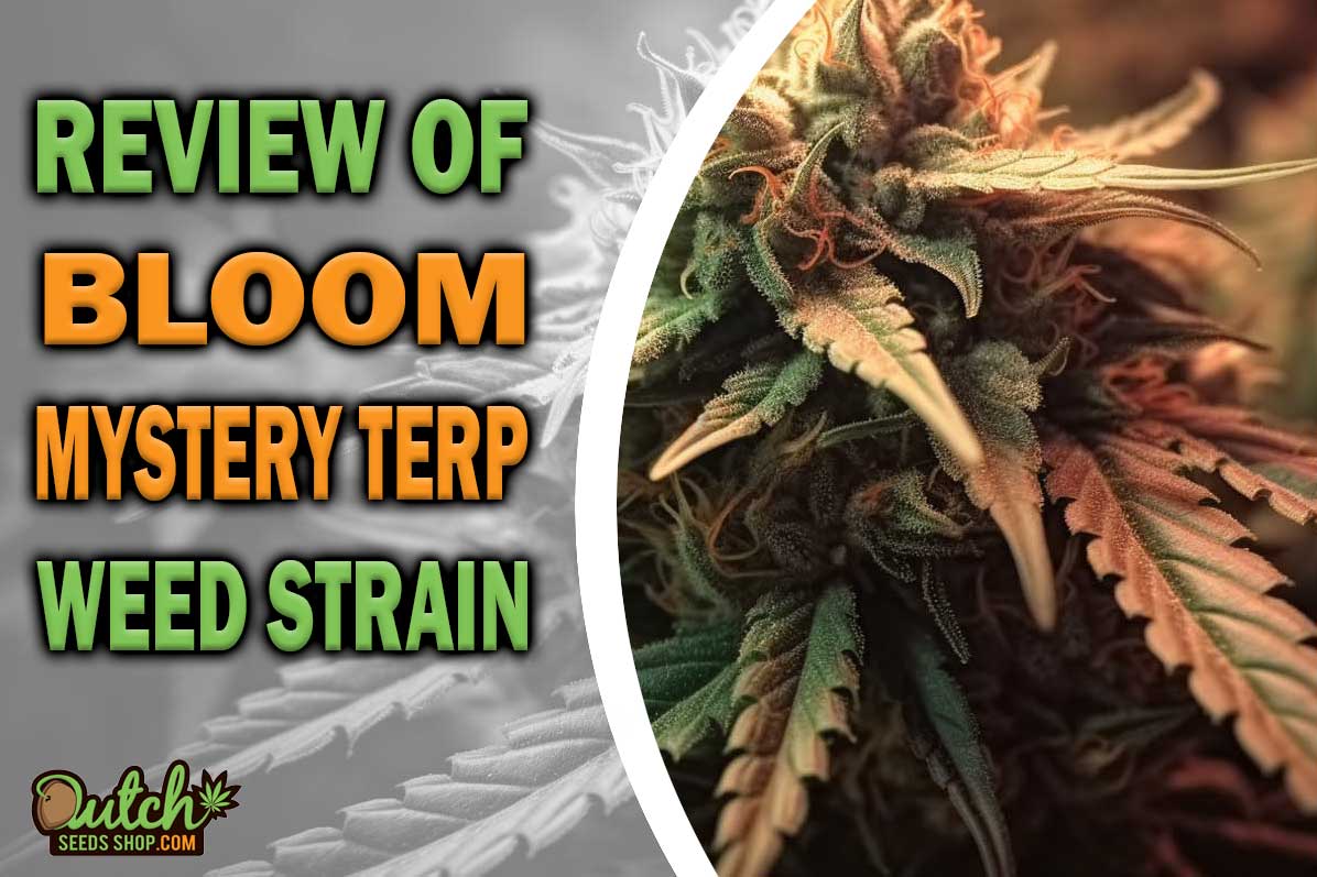 Bloom Mystery Terp Marijuana Strain Information and Review