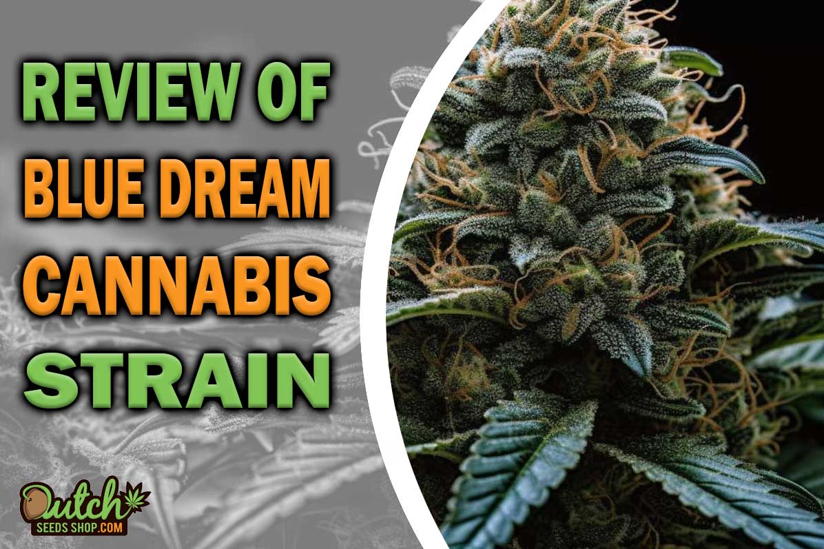 Blue Dream Marijuana Strain Information and Review