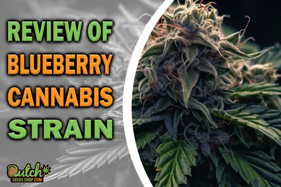 Blueberry Marijuana Strain Information and Review