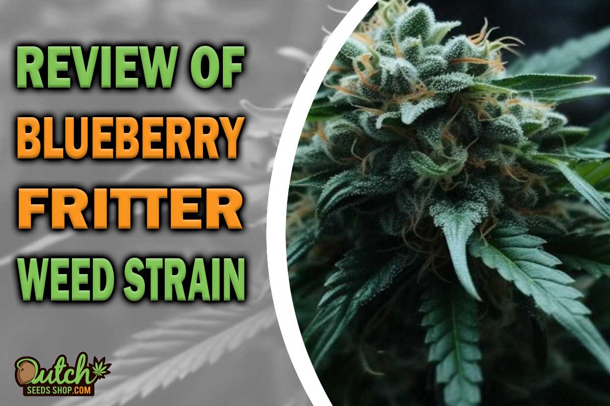 Blueberry Fritter Marijuana Strain Information and Review