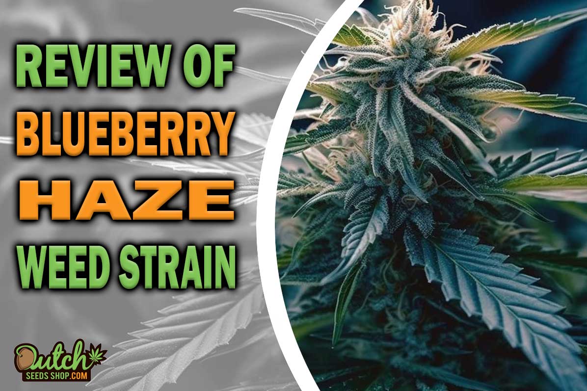 Blueberry Haze Marijuana Strain Information and Review