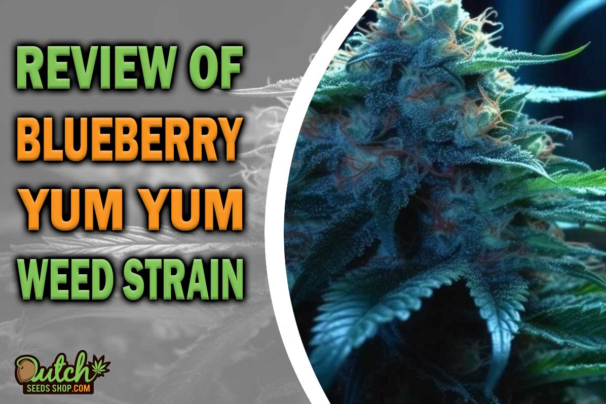 Blueberry Yum Yum Marijuana Strain Information and Review