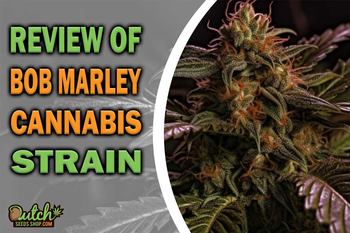 Bob Marley Marijuana Strain Information and Review