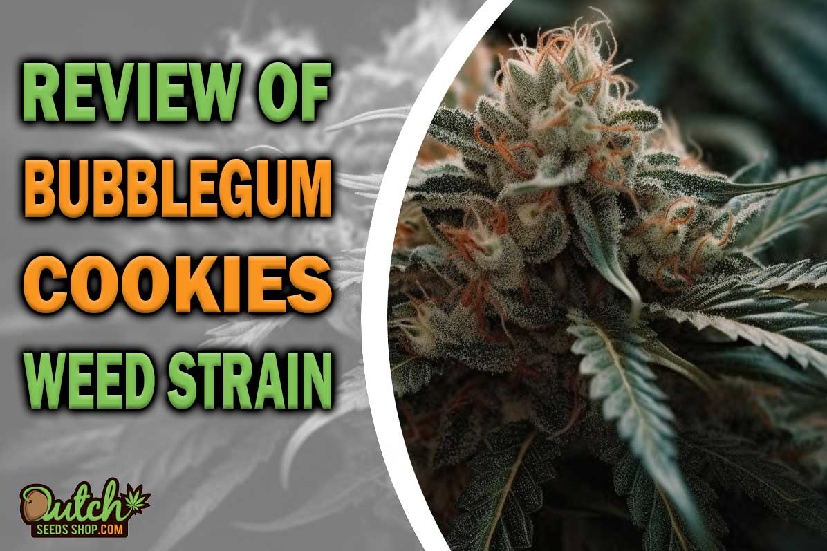 Bubblegum Cookies Marijuana Strain Information and Review