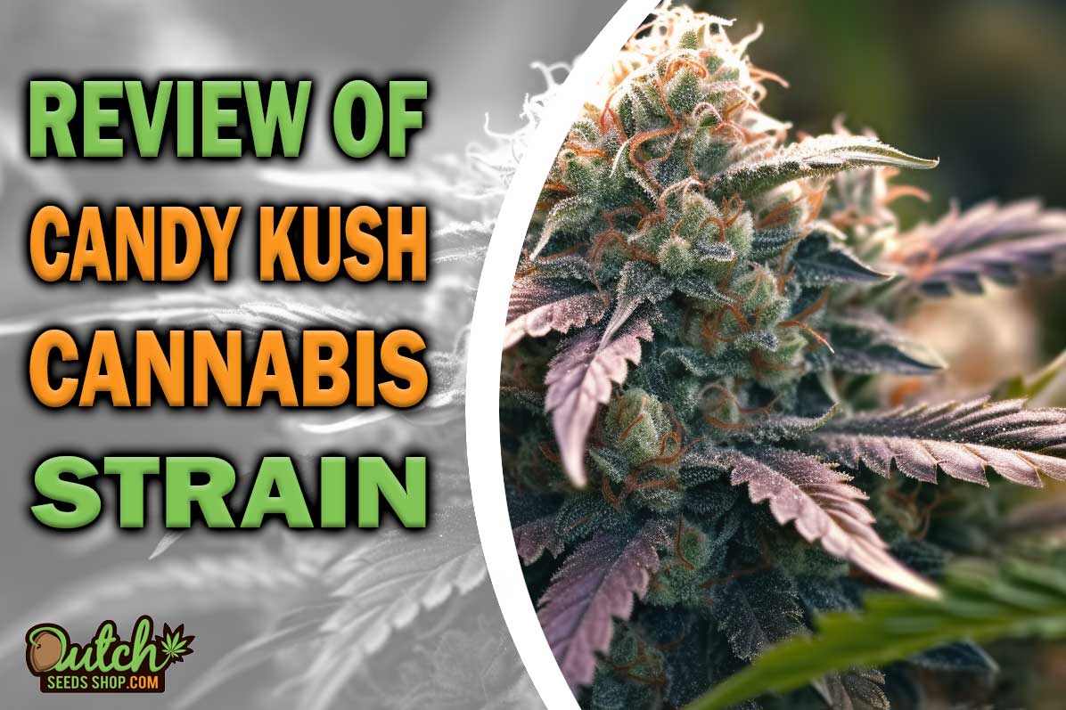 Candy Kush Marijuana Strain Information and Review