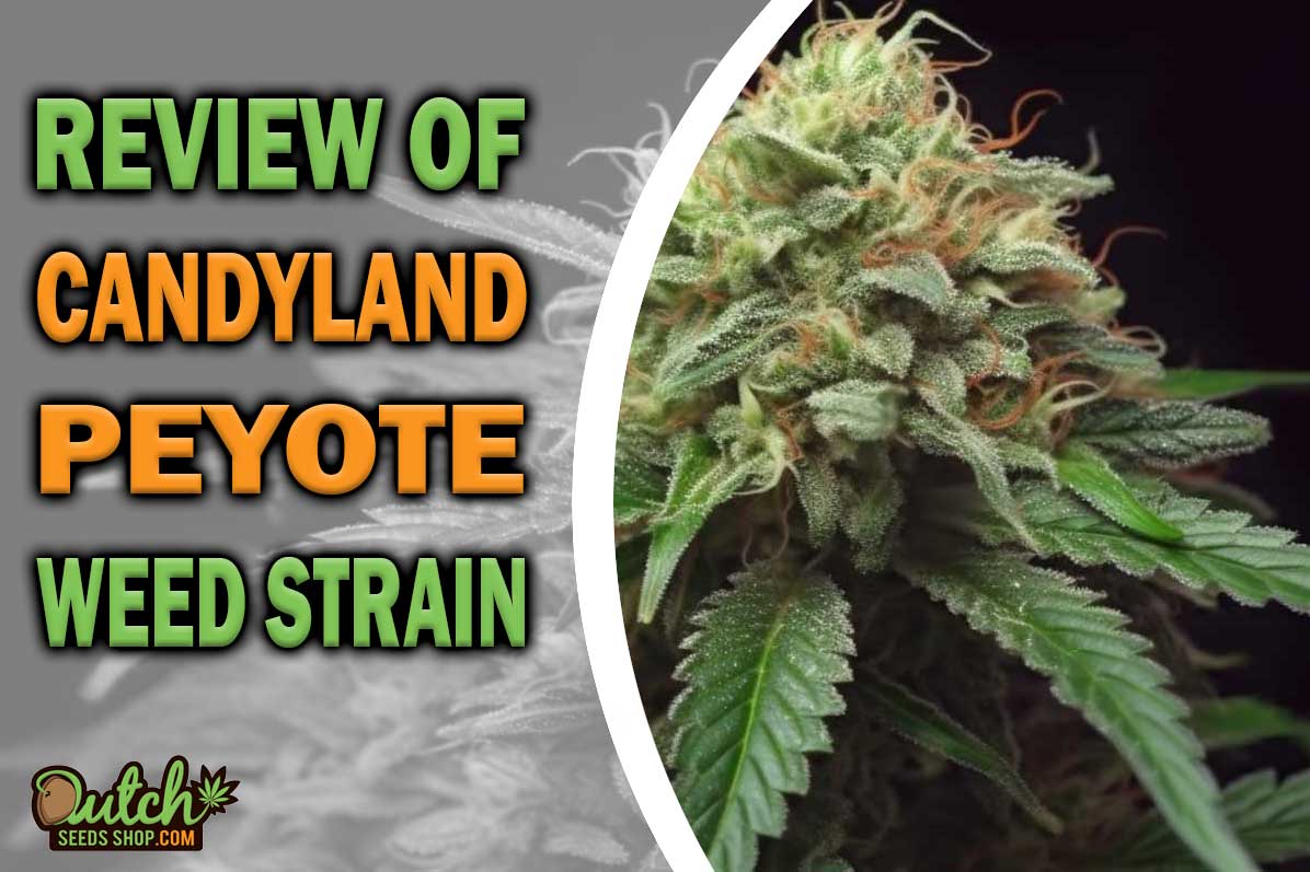 Candyland Peyote Marijuana Strain Information and Review