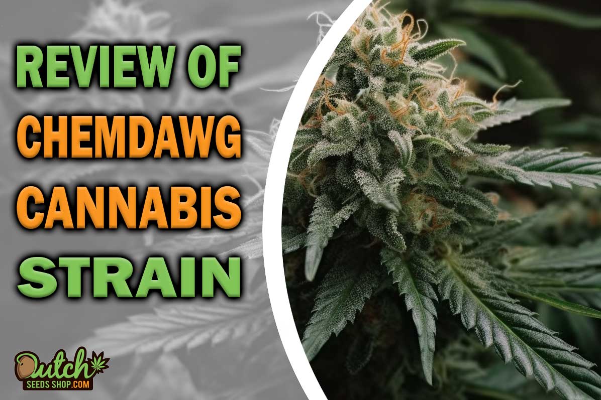 Chemdawg Marijuana Strain Information and Review