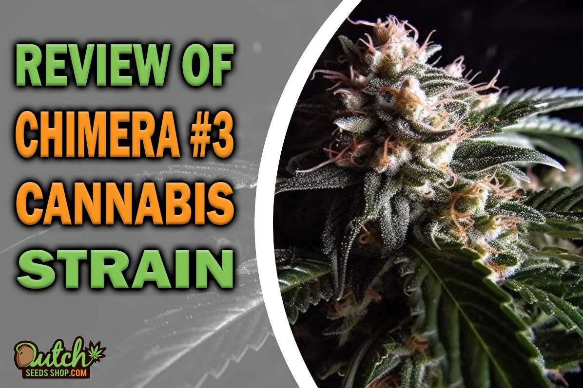 Chimera #3 Marijuana Strain Information and Review