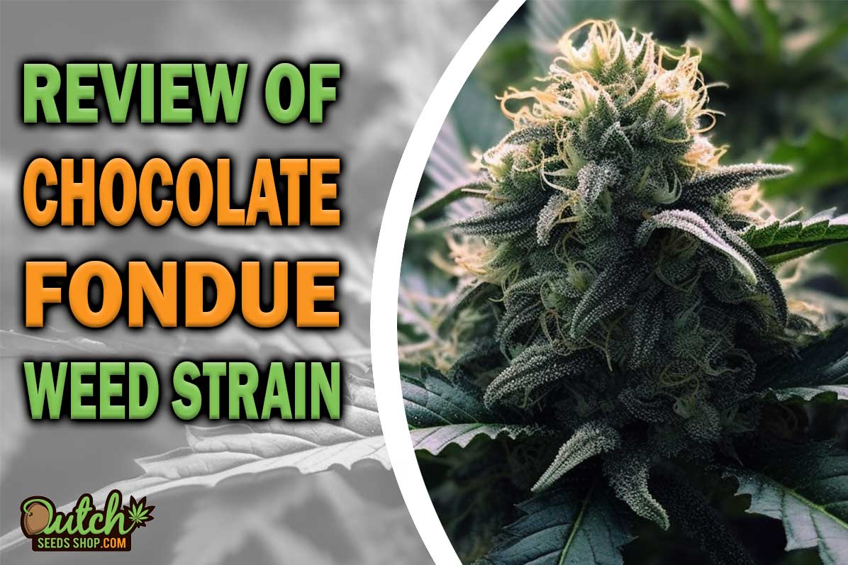 Chocolate Fondue Marijuana Strain Information and Review