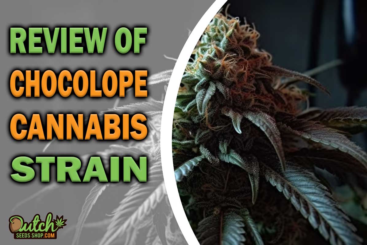 Chocolope Marijuana Strain Information and Review