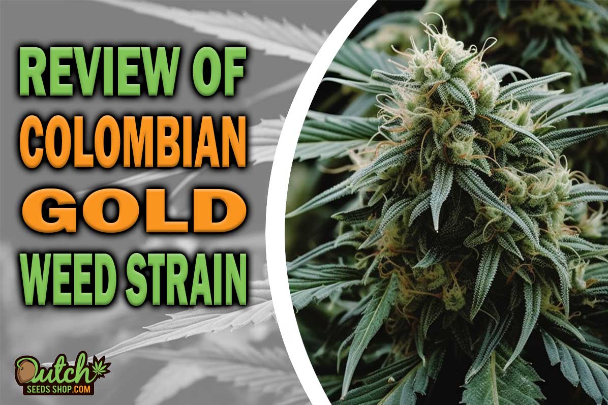 Colombian Gold Marijuana Strain Information and Review