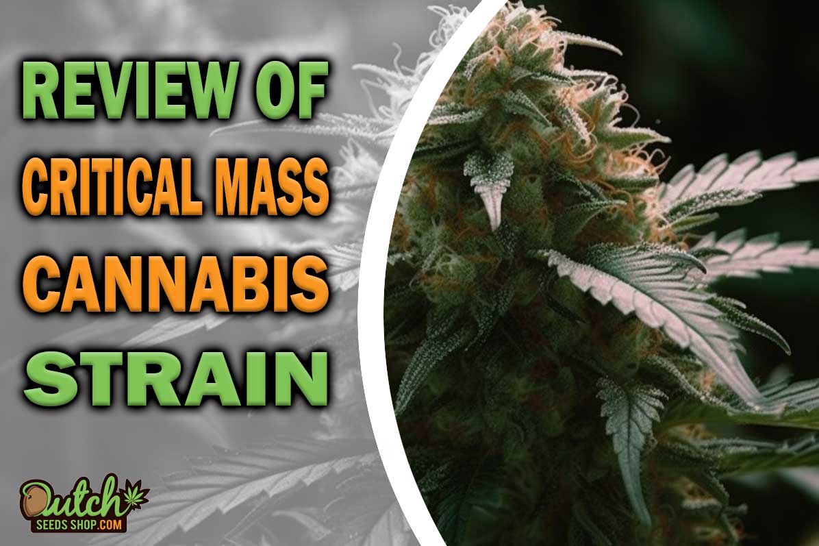 Critical Mass Marijuana Strain Information and Review