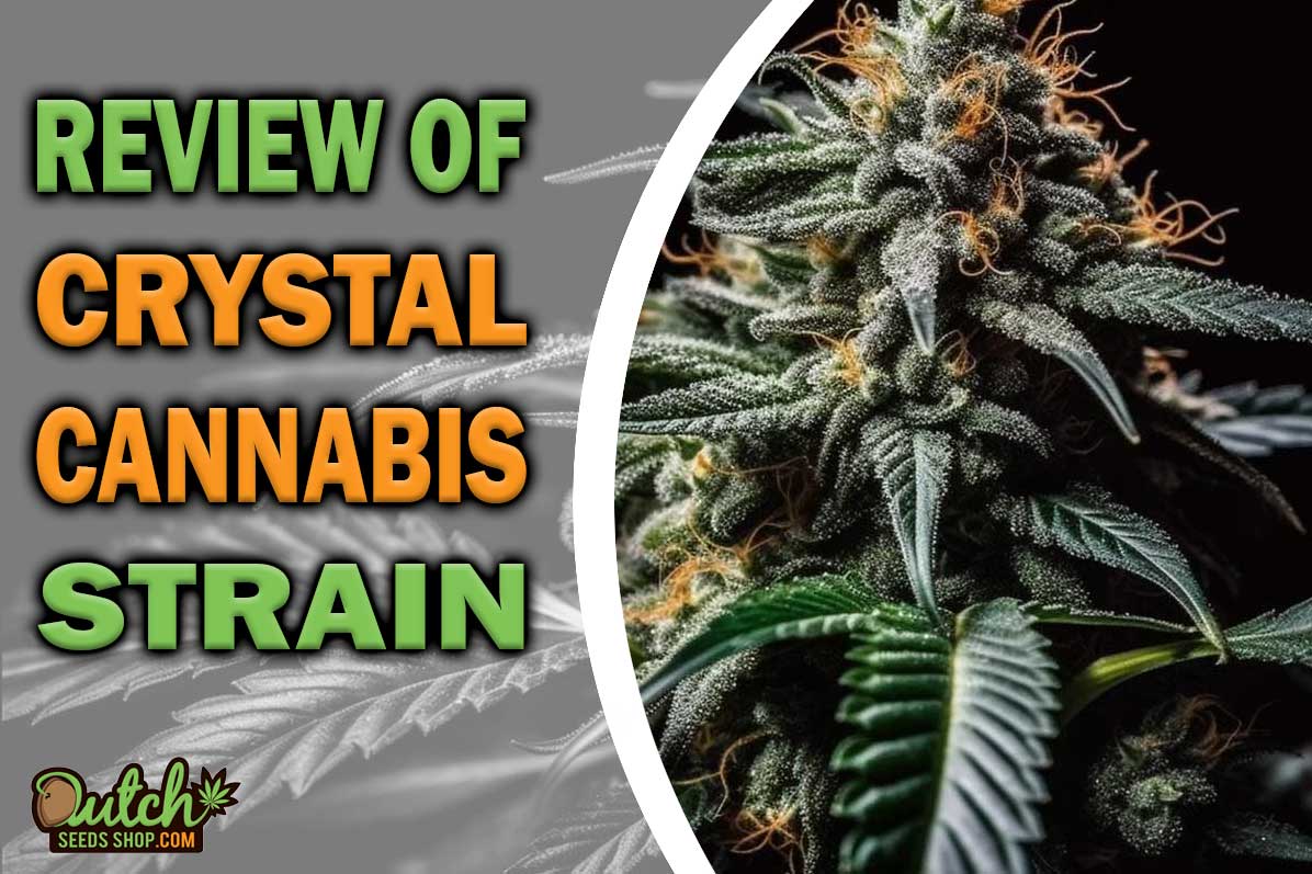 Crystal Marijuana Strain Information and Review