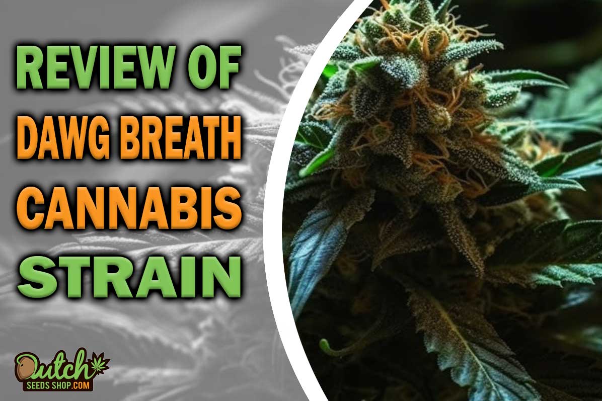 Dawg Breath Marijuana Strain Information and Review