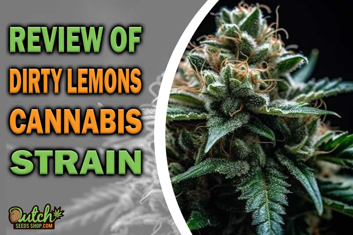 Dirty Lemons Marijuana Strain Information and Review
