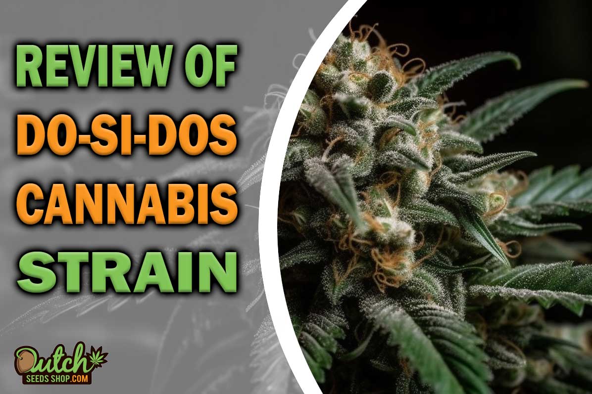 Do-Si-Dos Marijuana Strain Information and Review