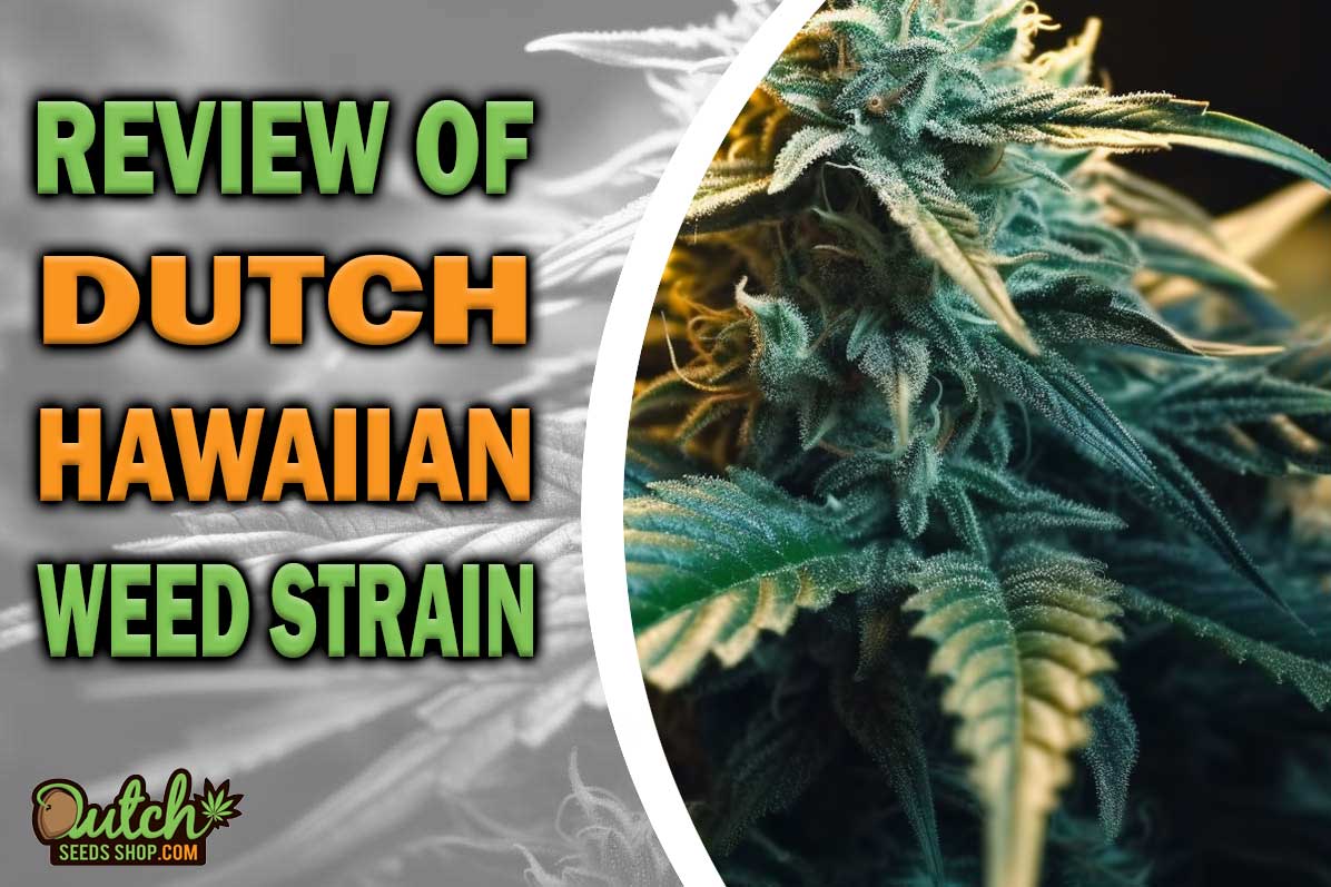 Dutch Hawaiian Marijuana Strain Information and Review
