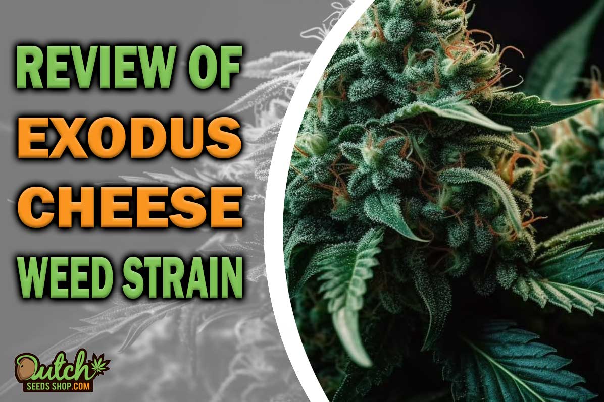 Exodus Cheese Marijuana Strain Information and Review