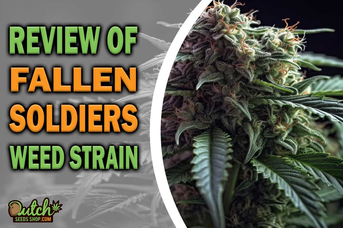 Fallen Soldiers Marijuana Strain Information and Review