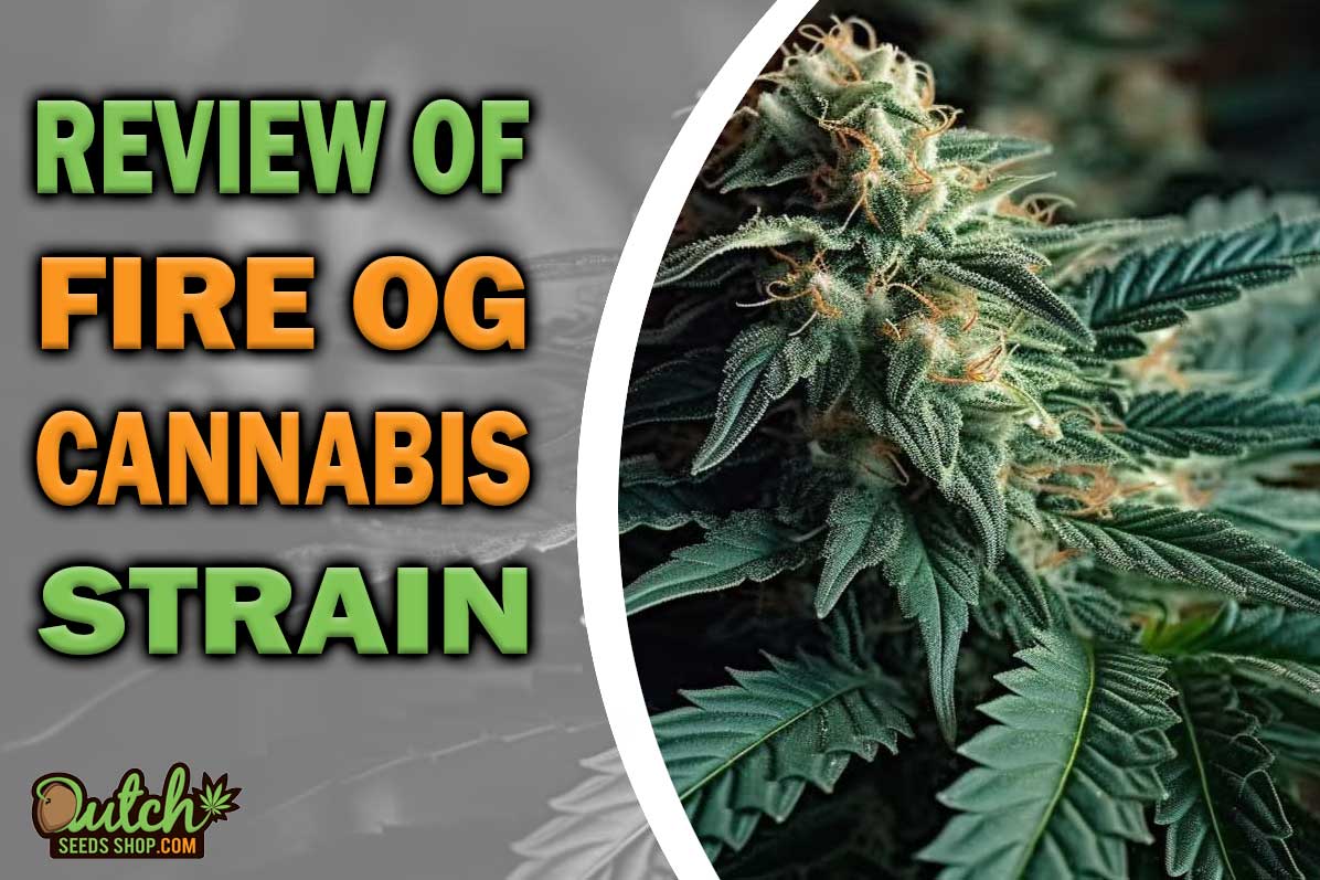 Fire OG Marijuana Strain Information and Review
