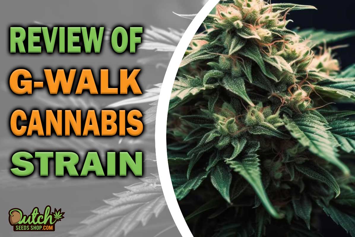 G-Walk Marijuana Strain Information and Review