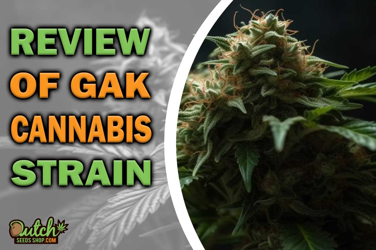 GAK Marijuana Strain Information and Review
