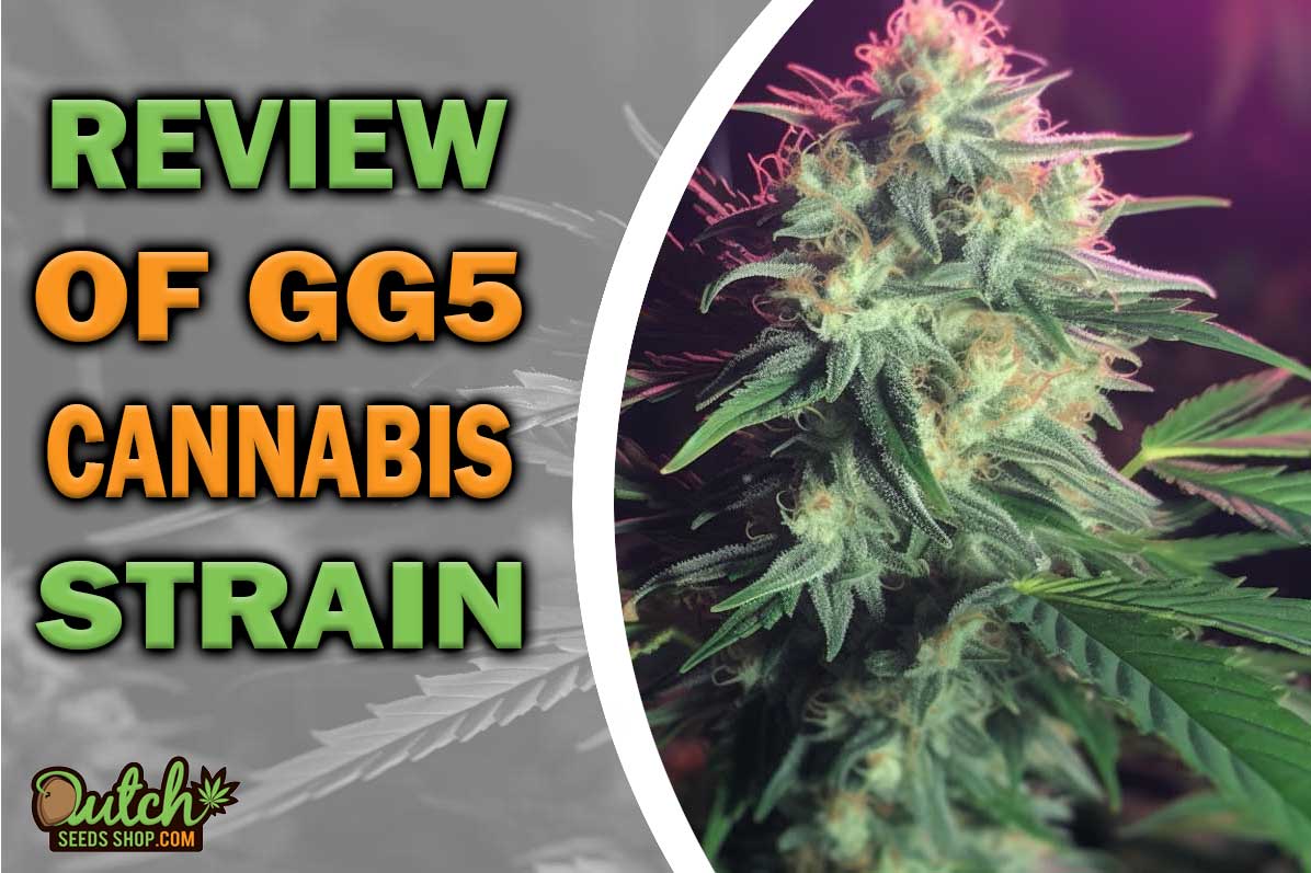 GG5 Marijuana Strain Information and Review