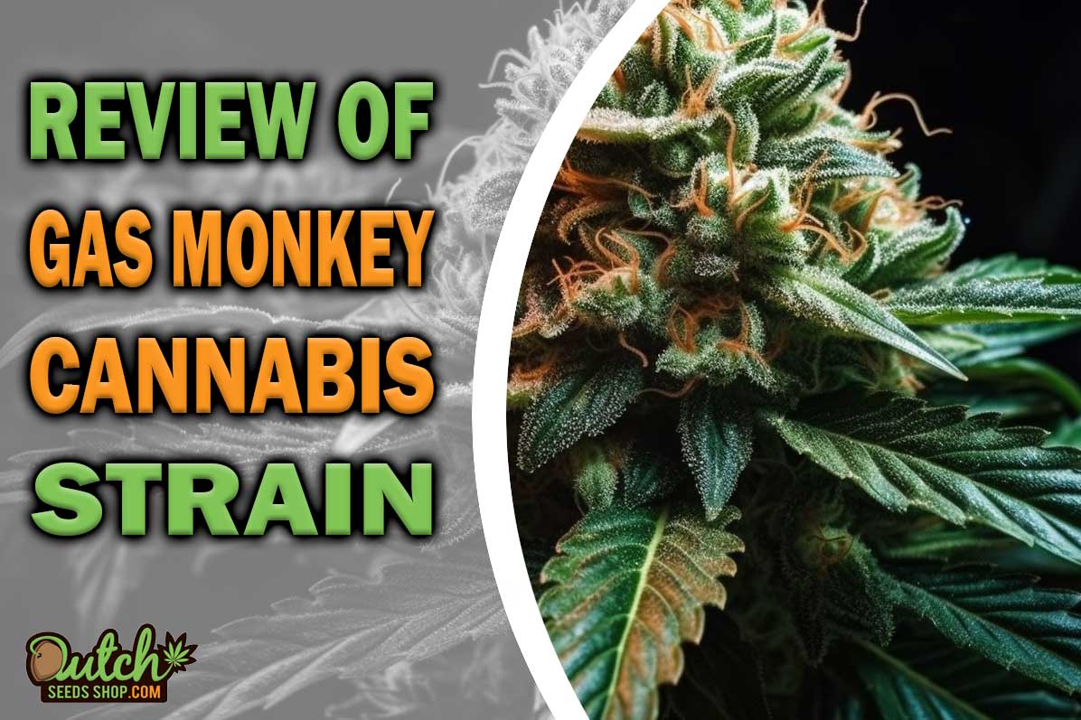 Gas Monkey Marijuana Strain Information and Review