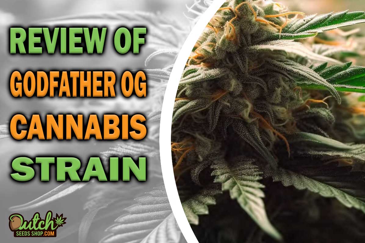 Godfather OG Marijuana Strain Information and Review