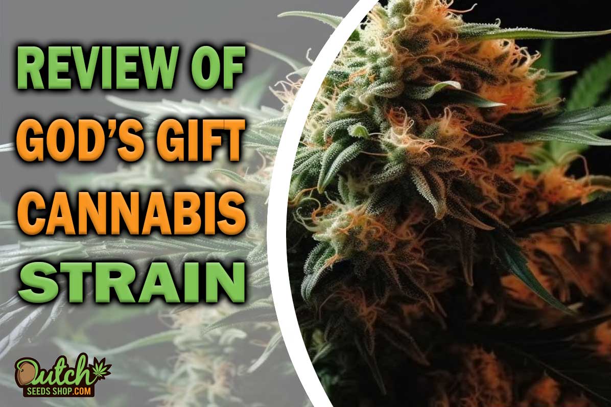 God’s Gift Marijuana Strain Information and Review