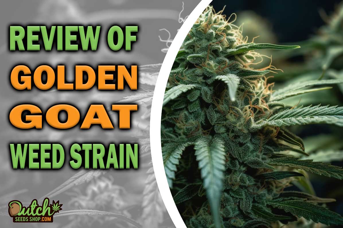 Golden Goat Marijuana Strain Information and Review