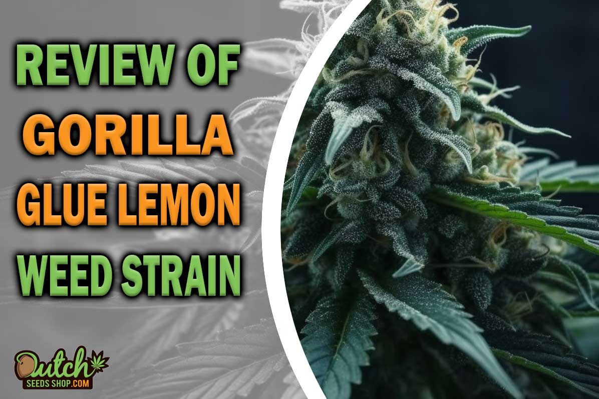 Gorilla Glue Lemon Marijuana Strain Information and Review