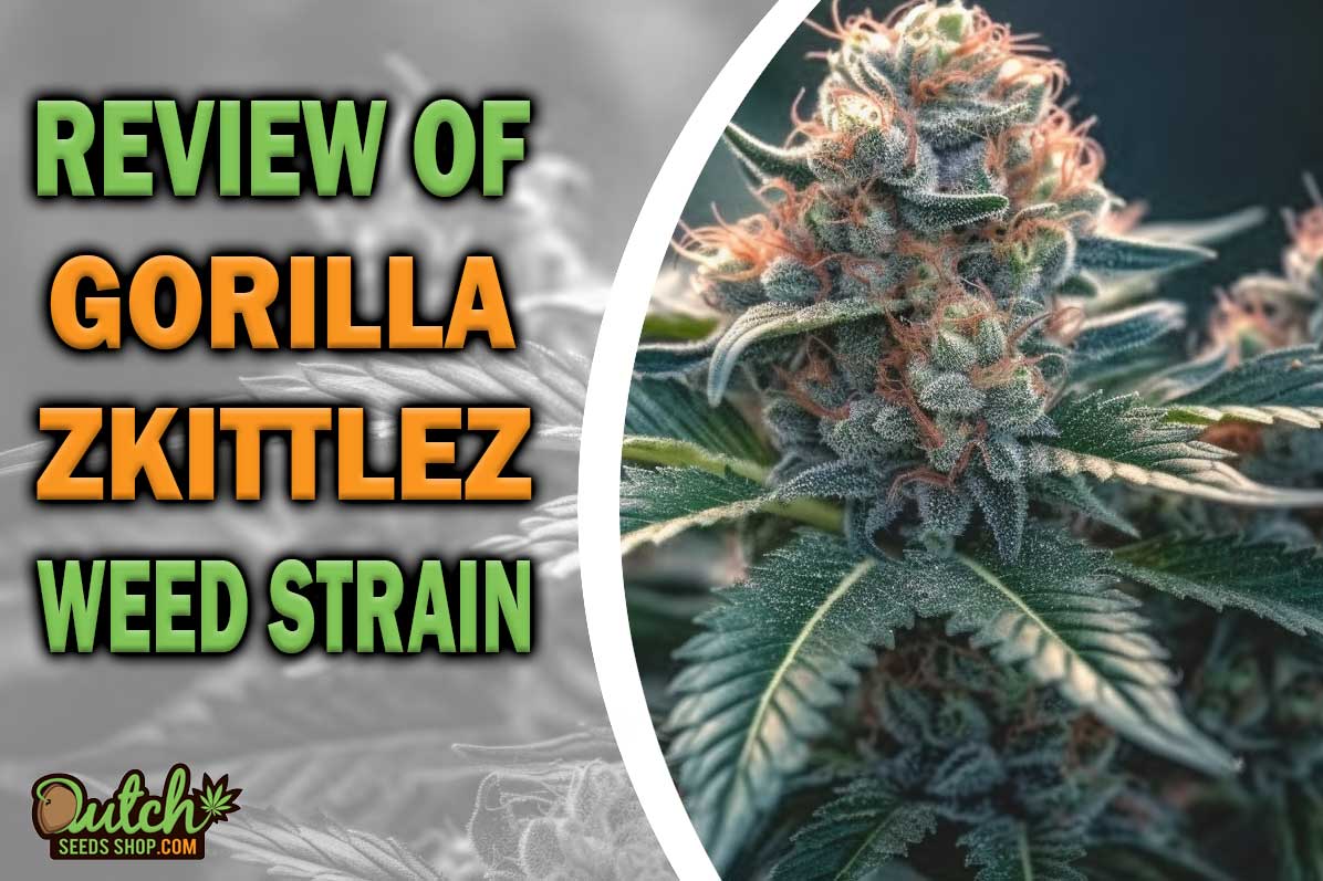 Gorilla Zkittlez Marijuana Strain Information and Review